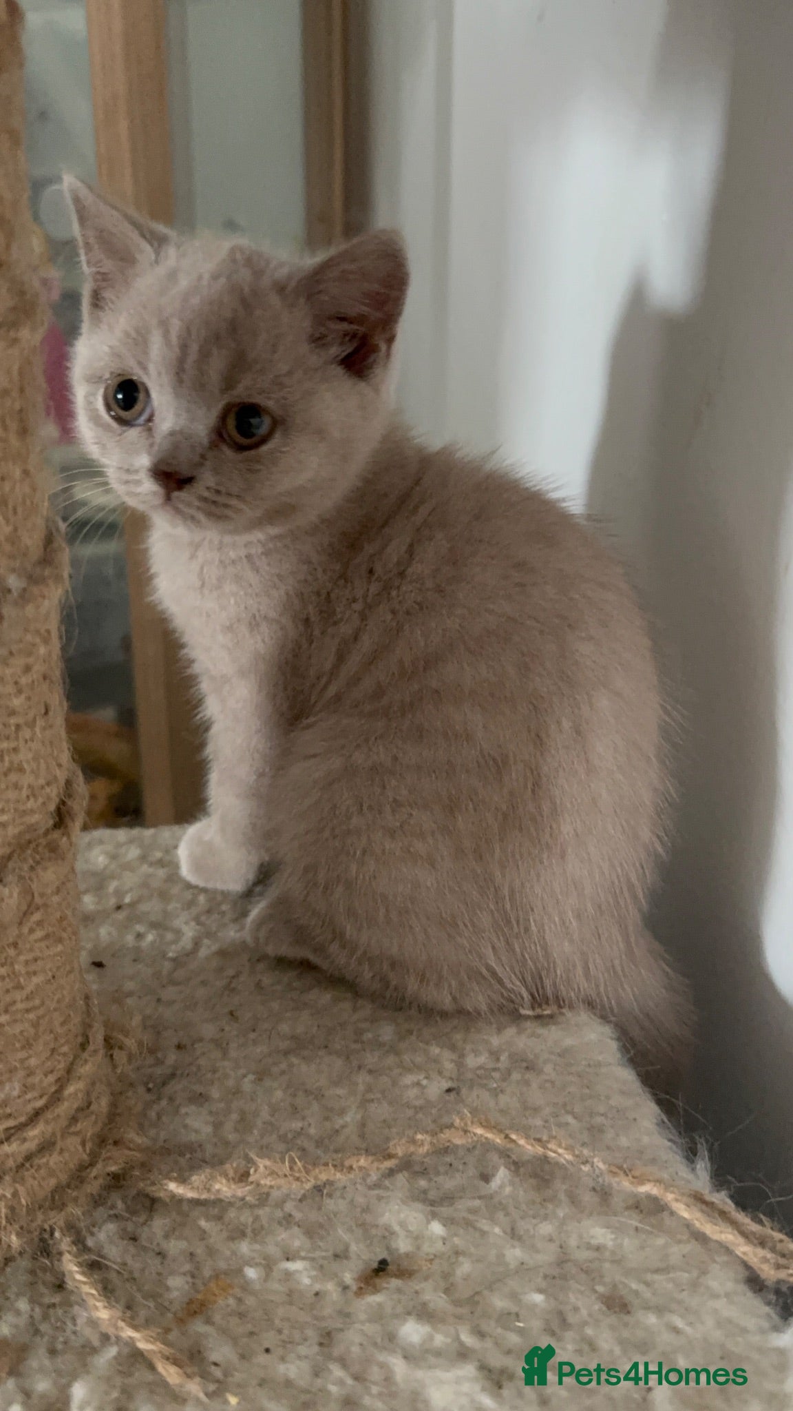 British Shorthair cats STUNNNING Lilac British shorthairs  - Advert 5