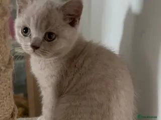 British Shorthair cats STUNNNING Lilac British shorthairs - Advert 5