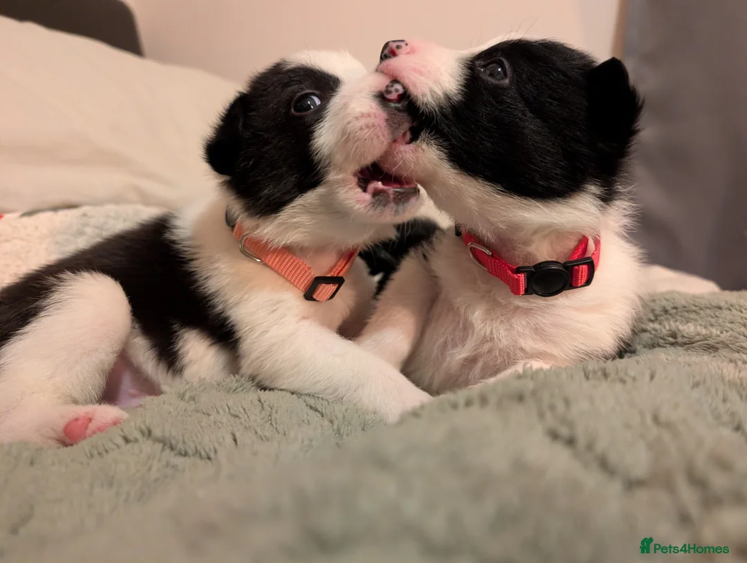 Border Collie dogs for sale: 2x border collie bitches. READY NOW - Advert 2