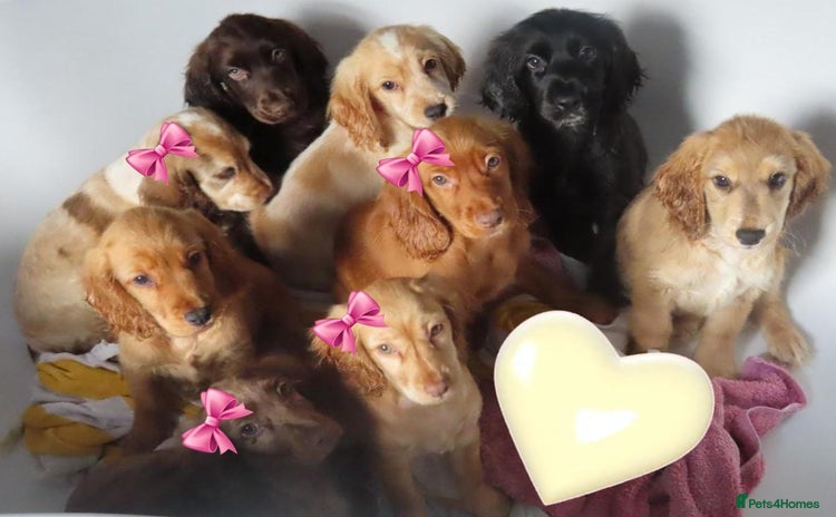 Cocker Spaniel dogs - Advert 8