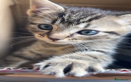 British Shorthair cats for sale: Kitten  - Image 4