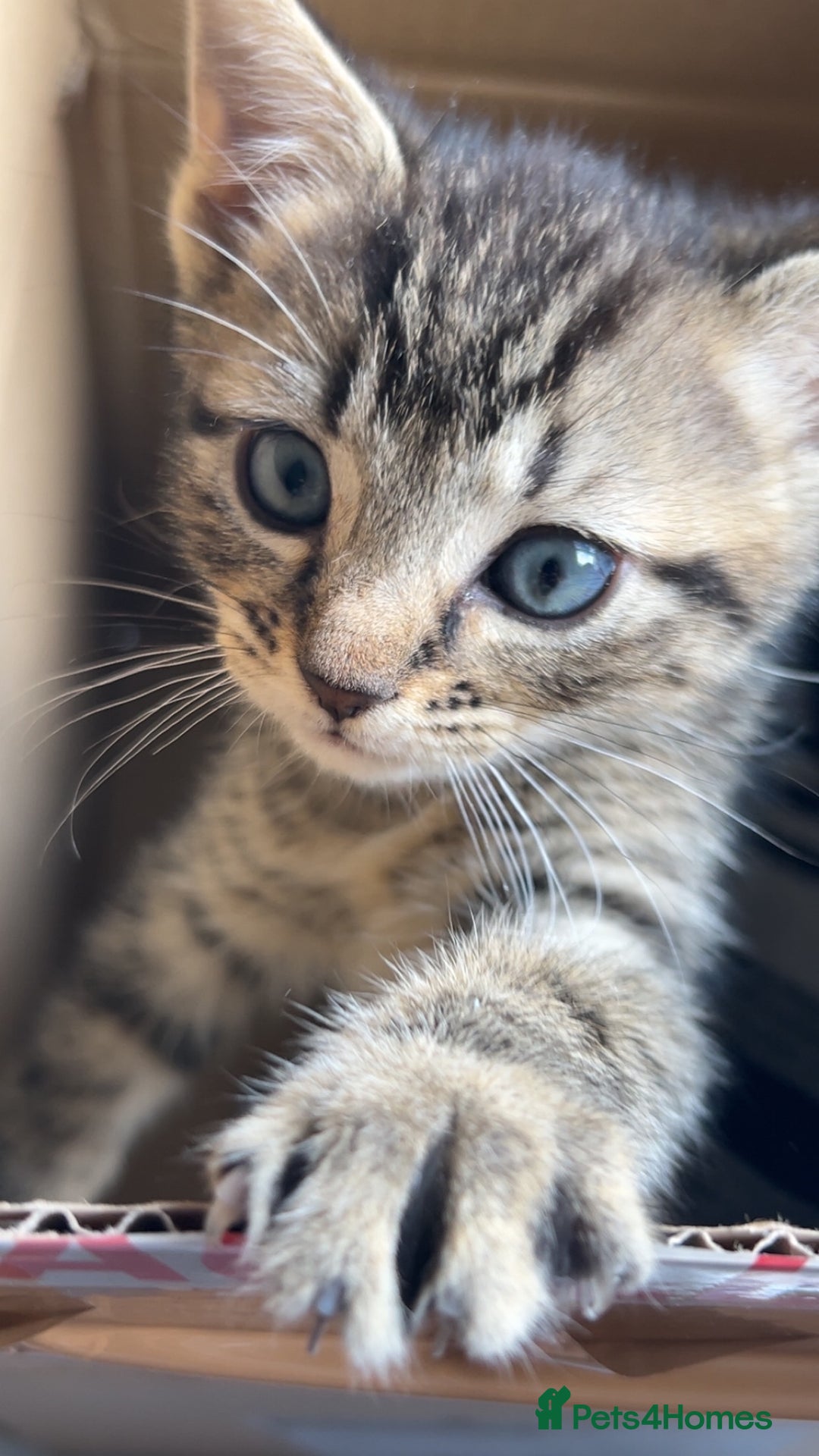 British Shorthair cats for sale: Kitten  - Image 4