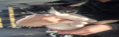 Domestic Shorthair 1