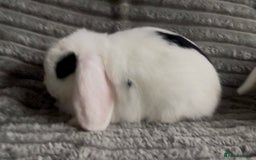 Mini Lop rabbits for sale: BEAUTIFUL MINI LOP BABIES READY NOW  - Image 5