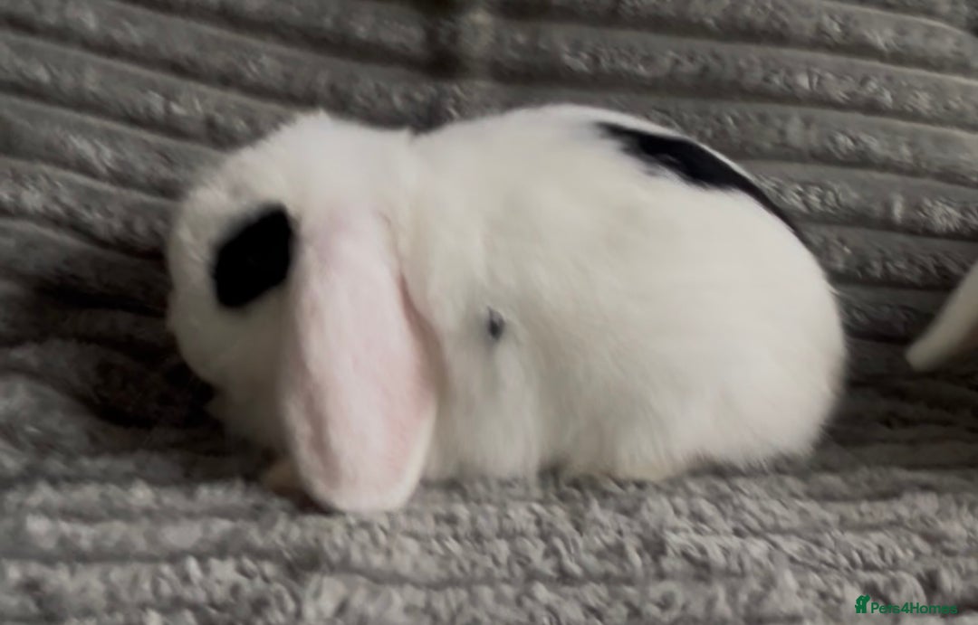 Mini Lop rabbits for sale: BEAUTIFUL MINI LOP BABIES READY NOW  - Image 5