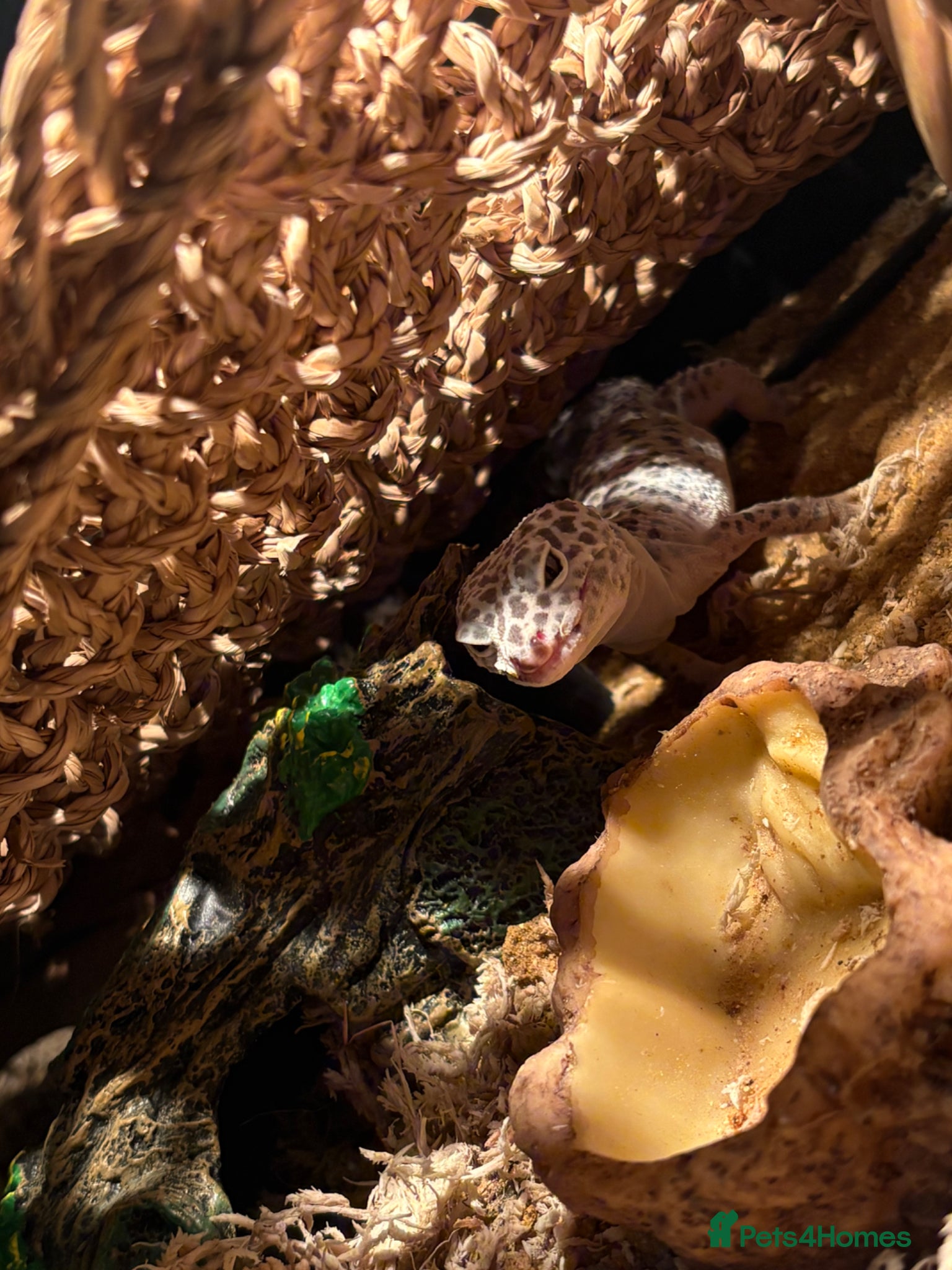 Leopard Gecko reptiles Female leopard gecko  - Advert 2