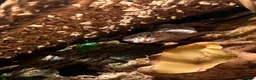 Leopard Gecko reptiles for sale: Female leopard gecko  in Liverpool - Advert 1