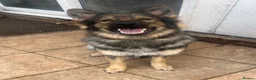 German Shepherd dogs for sale: Urgent rehome of Female GSD - Advert 3