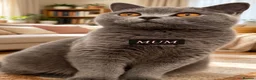 British Shorthair cats for sale: British shorthair kittens - Advert 1