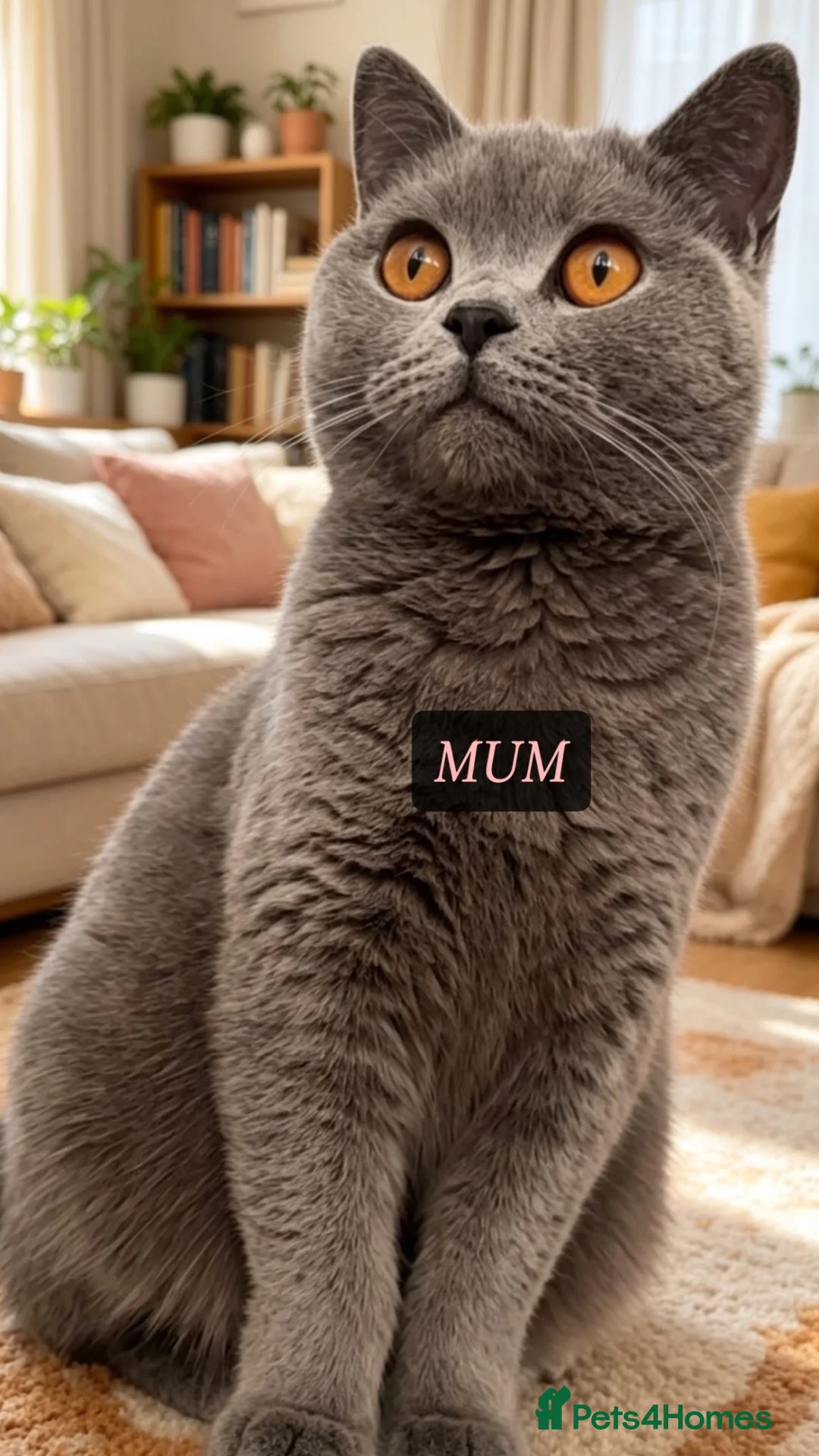 British Shorthair cats for sale: British shorthair kittens - Advert 1