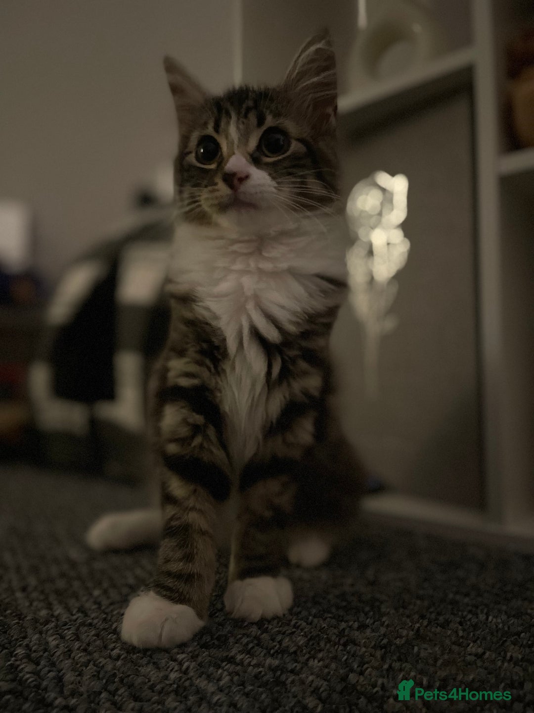 Mixed Breed cats for sale: Missy the cuddly cat  - Image 2