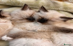 Ragdoll cats for sale: Urgent - 1 Purebred Ragdoll Kitten left in London - Image 6