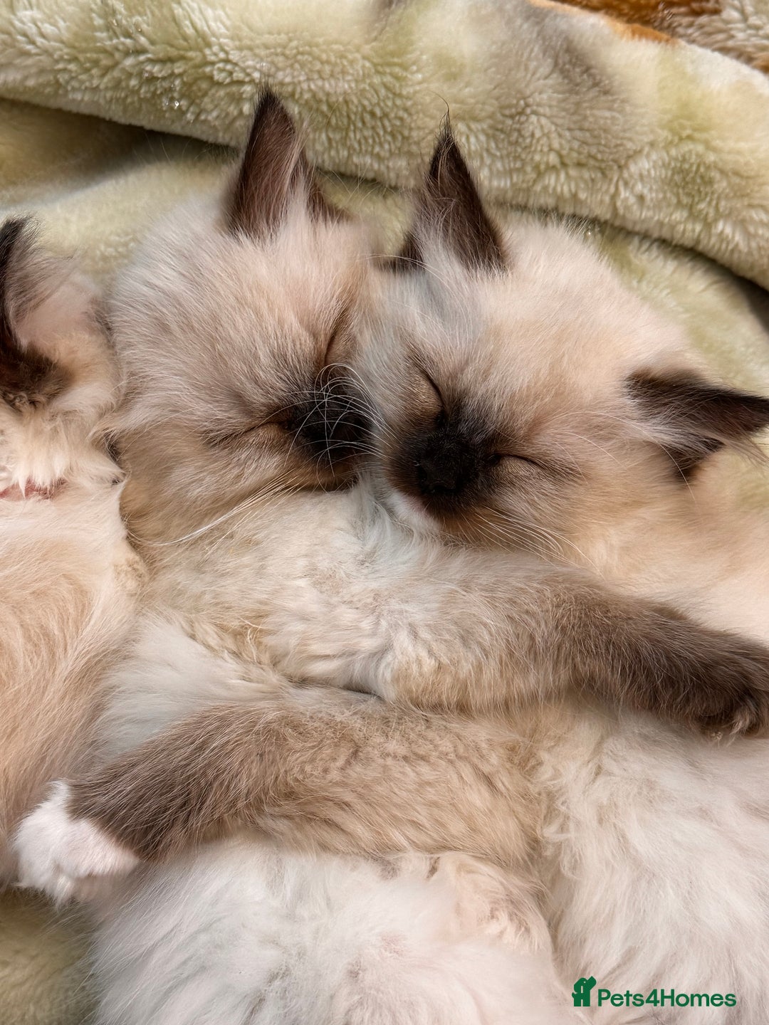 Ragdoll cats for sale: Urgent - 1 Purebred Ragdoll Kitten left in London - Image 6