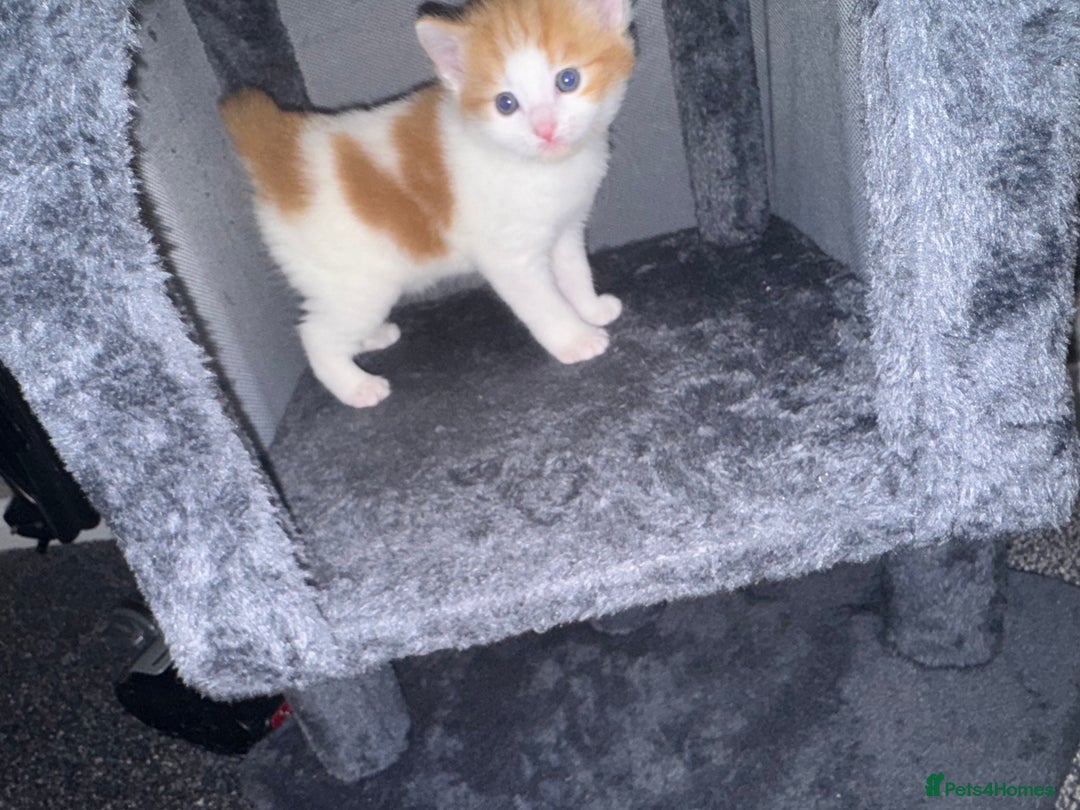 Domestic Shorthair cats for sale: Beautiful ginger and white kitten  - Image 5