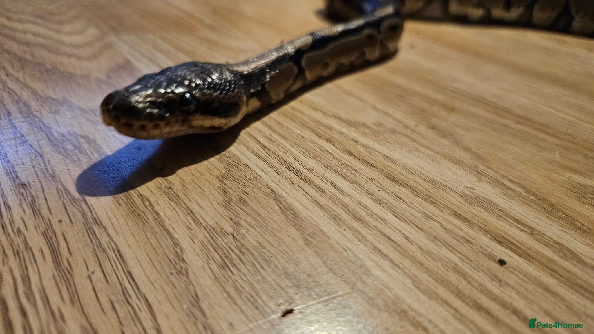 Python Snake reptiles For sale male calico royal python  - Advert 5