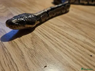 Python Snake reptiles For sale male calico royal python - Advert 7