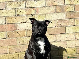 Staffordshire Bull Terrier dogs PROVEN STUD - Staffordshire Champion Bloodline in Basildon - Advert 9
