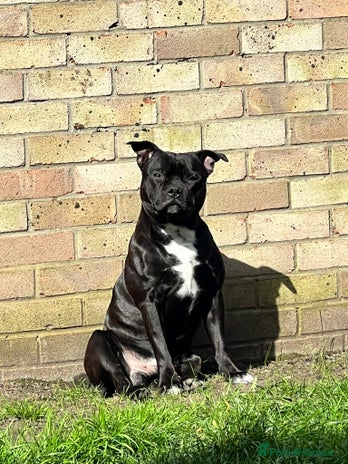 Staffordshire Bull Terrier dogs in Basildon - Advert 1