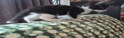 Mixed Breed cats for sale: Kittens Ready to Leave - Advert 7