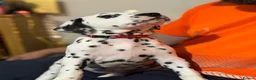 Dalmatian dogs for sale: RKG Dalmatian pups ready this weekend  - Advert 3