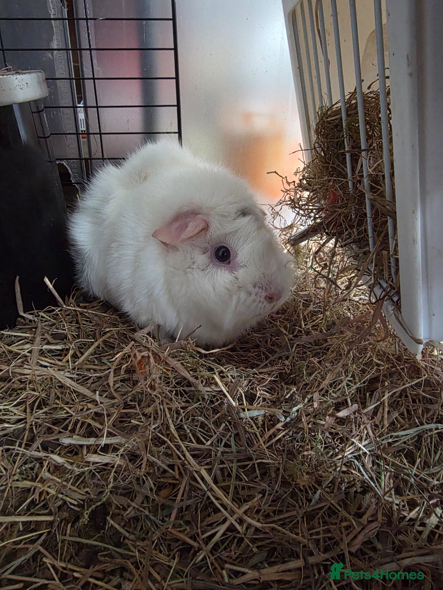 Guinea Pig rodents Two girl Guinea pig for adoption - Advert 1