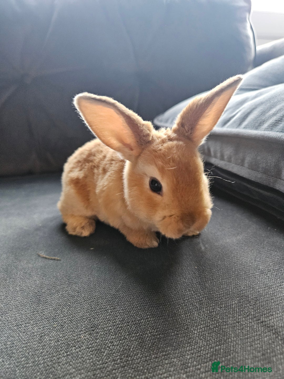 Mini Lop rabbits for sale: Red Rex x Mini Plush Lop - Advert 17