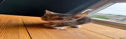 Mixed Breed cats for sale: 3 kittens for sale all female  - Advert 4