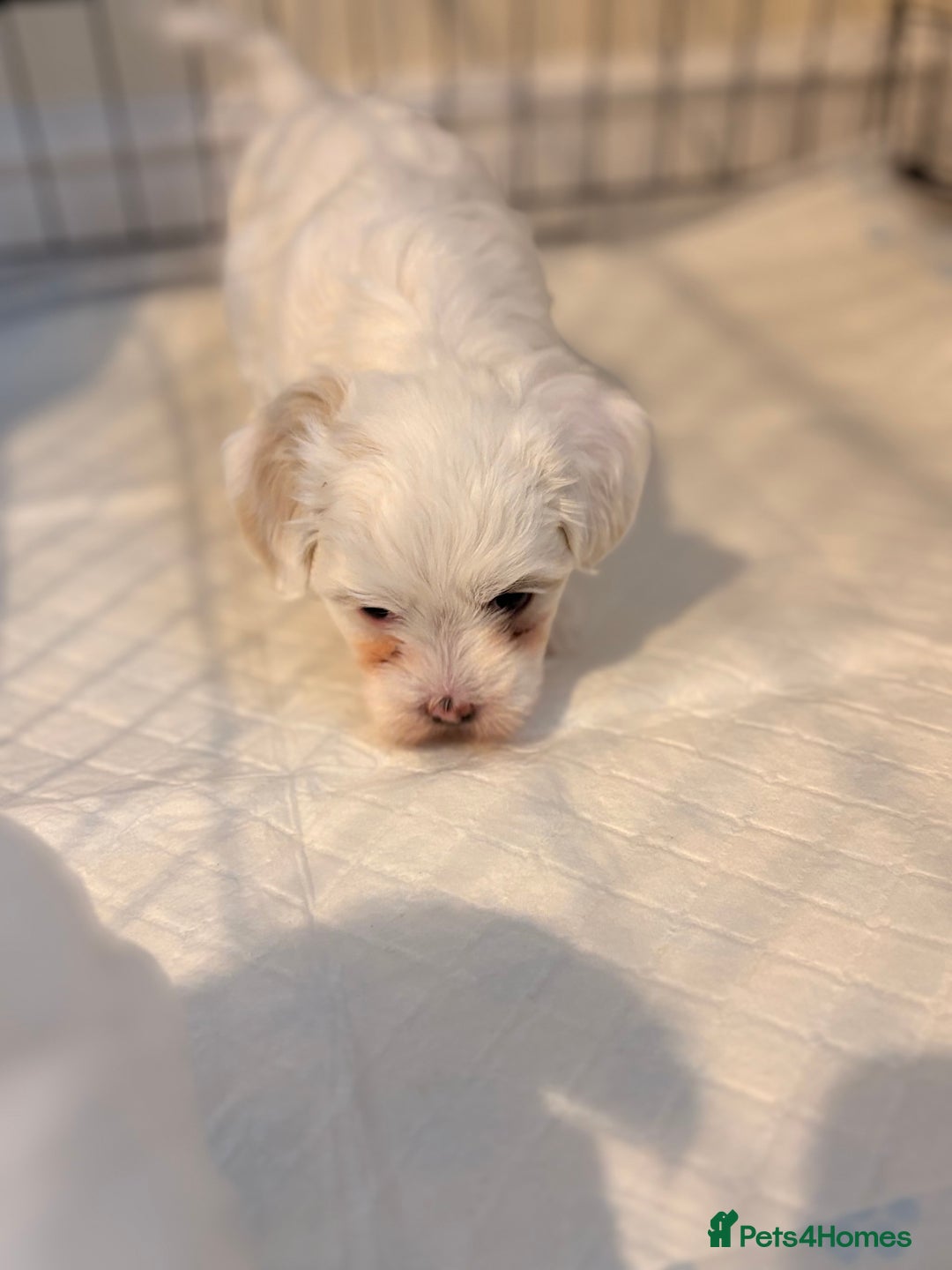 Bichon Frise dogs for sale: Bichon Frise Puppies for Sale 🐶 - Advert 7