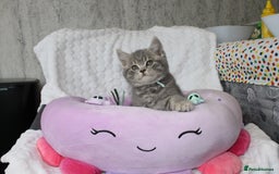 British Shorthair cats for sale: GCCF British Shorthairs **READY NOW** in Manchester - Image 2