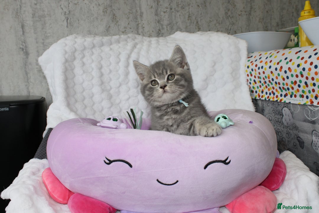 British Shorthair cats for sale: GCCF British Shorthairs **READY NOW** in Manchester - Image 2