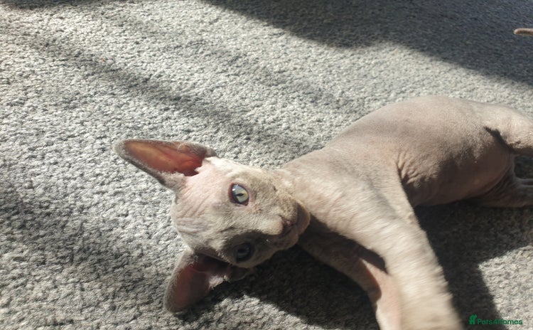 Sphynx cats - Advert 13