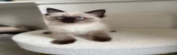 Ragdoll cats for sale: 1 male 1 female ragdoll kitten in Newcastle upon Tyne - Advert 6