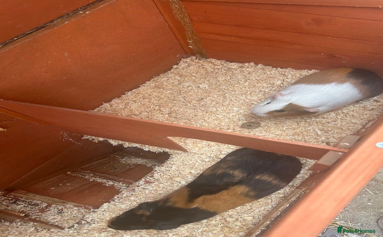 Guinea Pig rodents - Advert 1