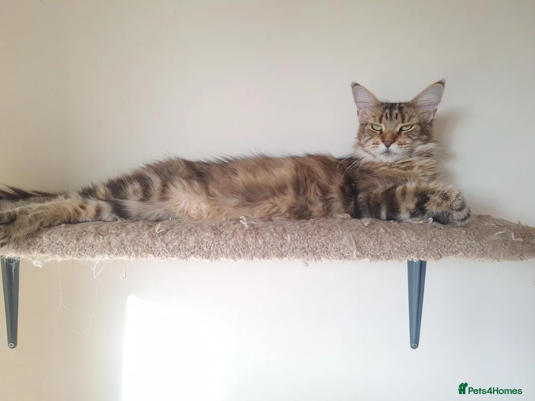 Maine Coon cats for sale: Maine Coon kittens in Bridgwater - Advert 2