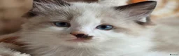 Ragdoll cats for sale: Pure Ragdoll Kittens  - Advert 18