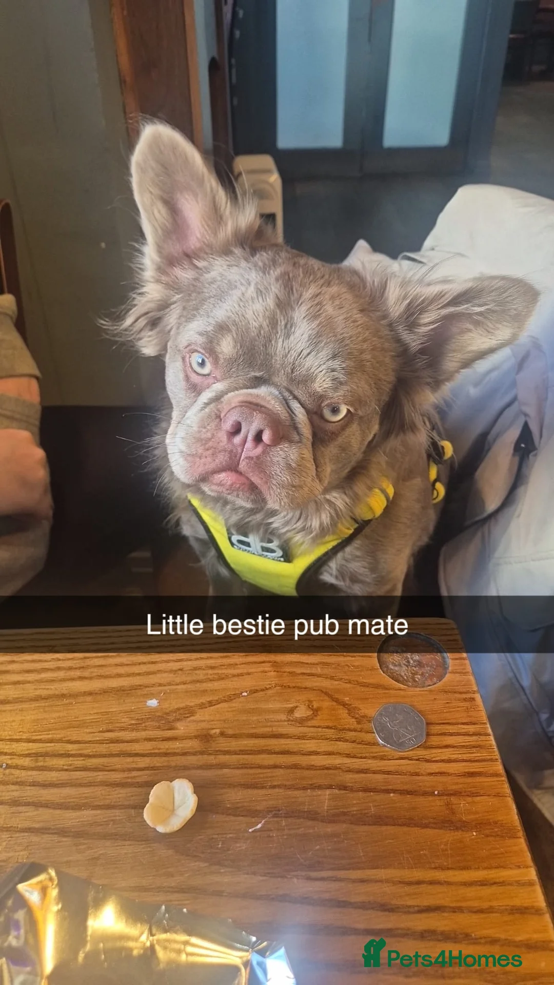 French Bulldog dogs for sale: Long haired French bulldog  - Advert 2