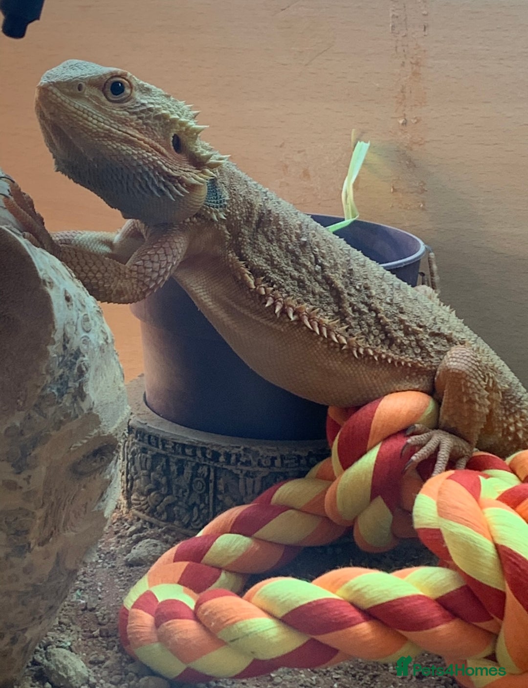 Bearded Dragon reptiles for sale: Bearded dragon - Image 4