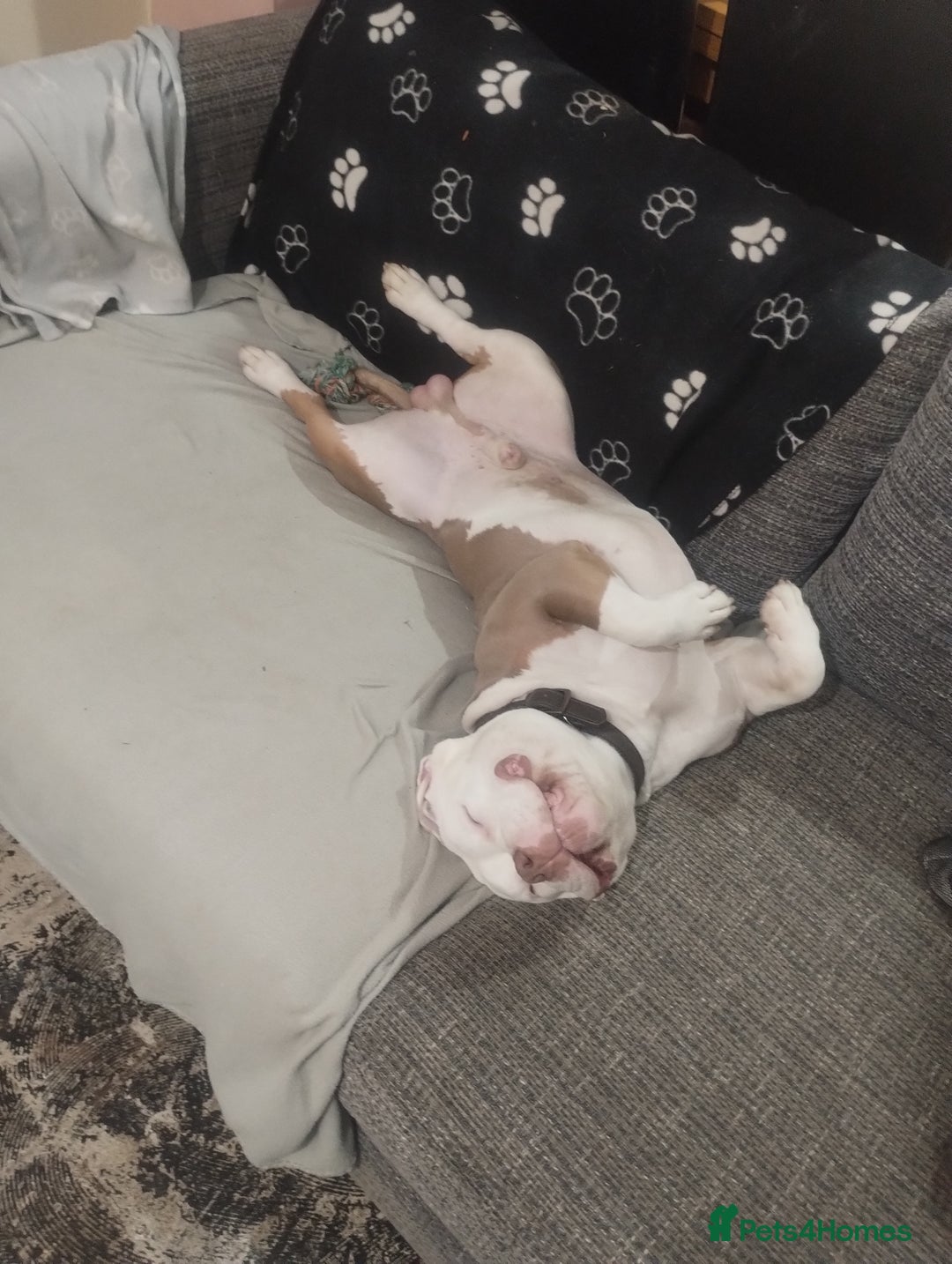 American Bully dogs for stud: STUD PABLO 💯 - Image 2