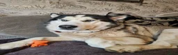 Alaskan Malamute dogs for sale: 5 year old dog  in Mansfield - Advert 1