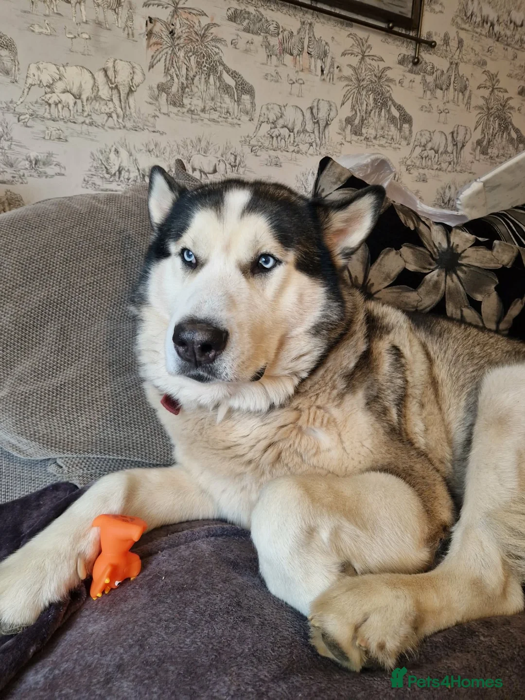 Alaskan Malamute dogs for sale: 5 year old dog  in Mansfield - Advert 1