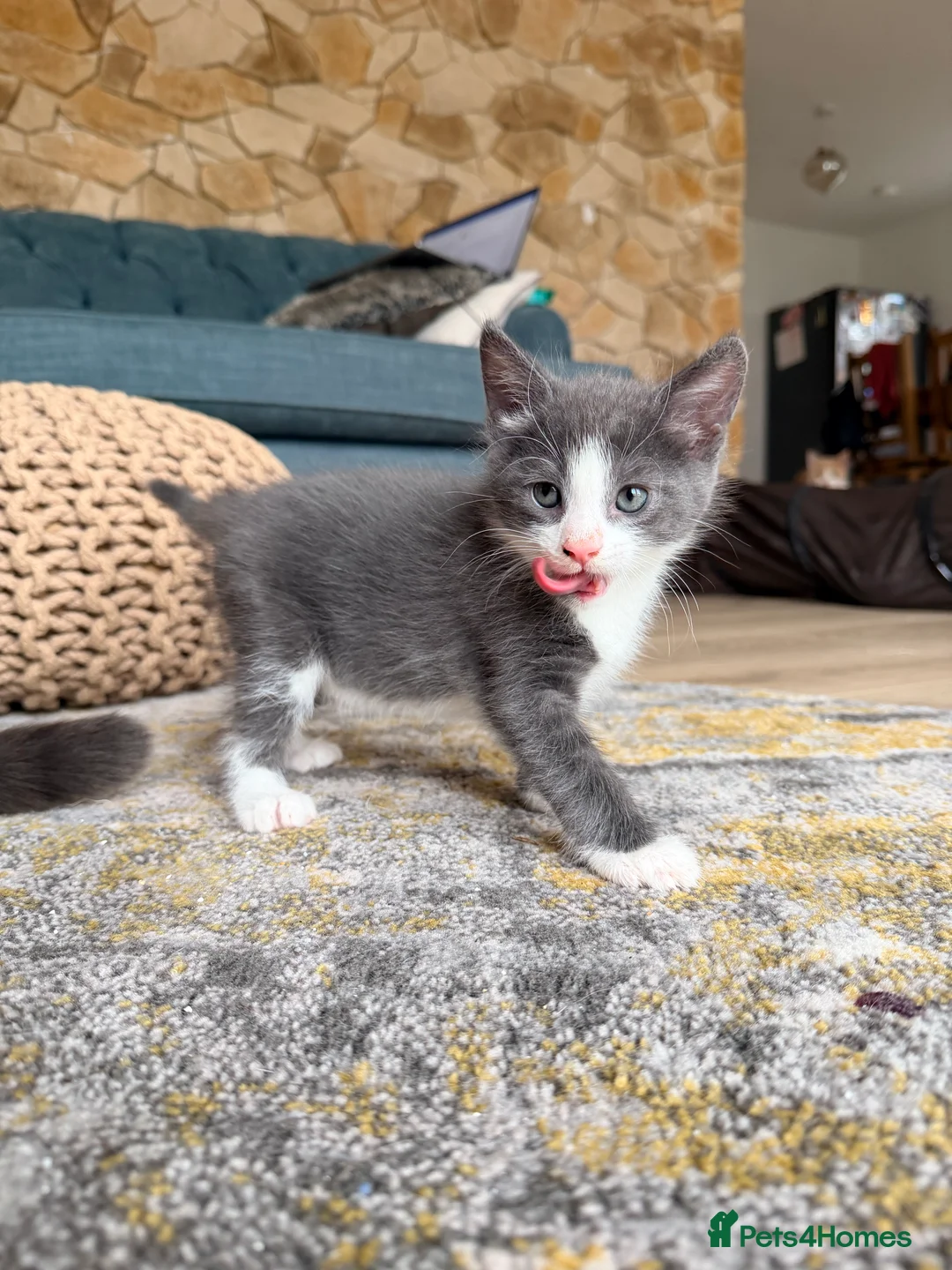 Mixed Breed cats for sale: 4 kittens for sale- all boys - Advert 8