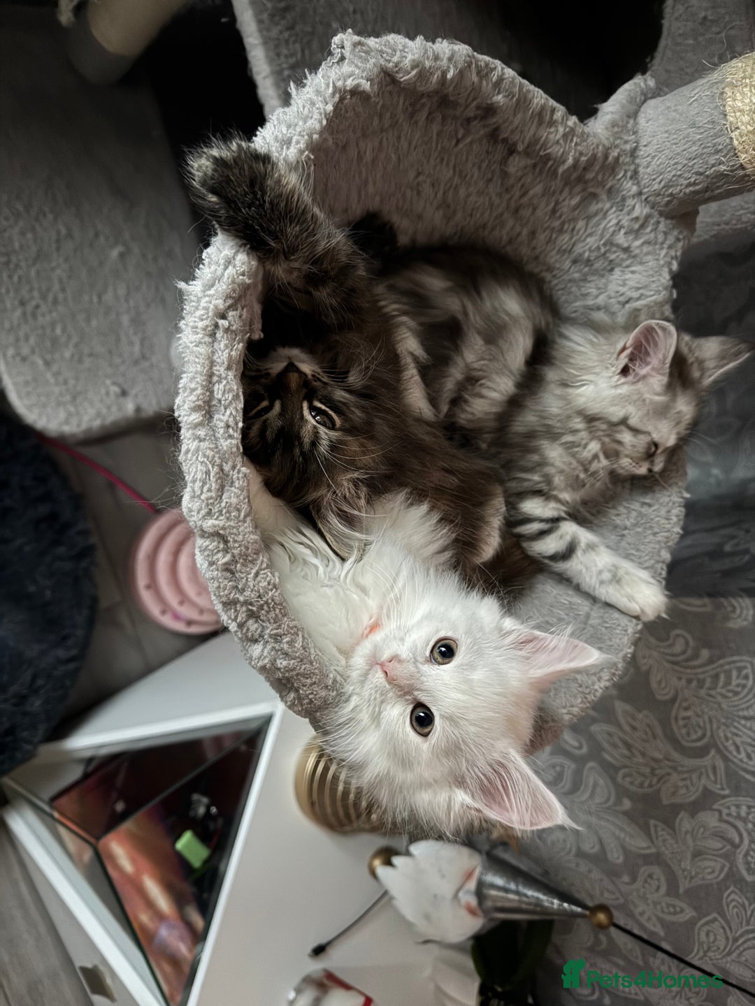 Maine Coon cats for sale: Pure Maine Coon kittens  - Advert 8