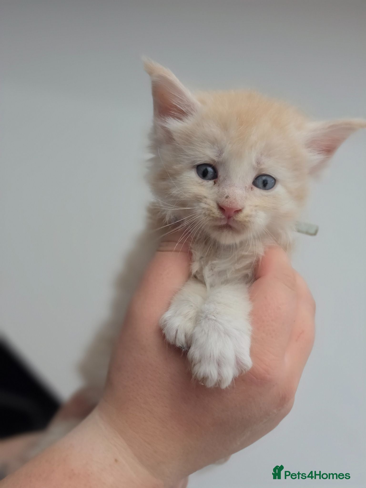 Maine Coon cats Beautiful TICA Registered Maine Coon Kittens - Advert 2