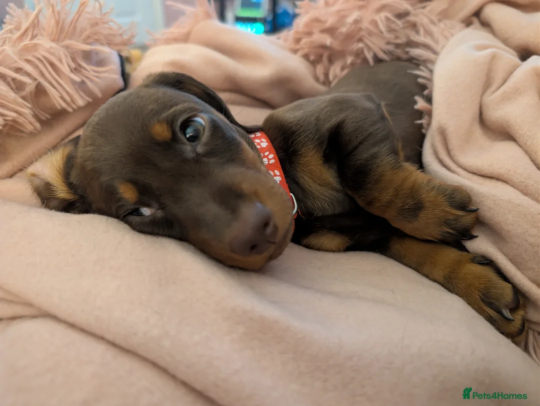 Miniature Dachshund dogs for sale: Miniature Dachshund Ready Now - Advert 30