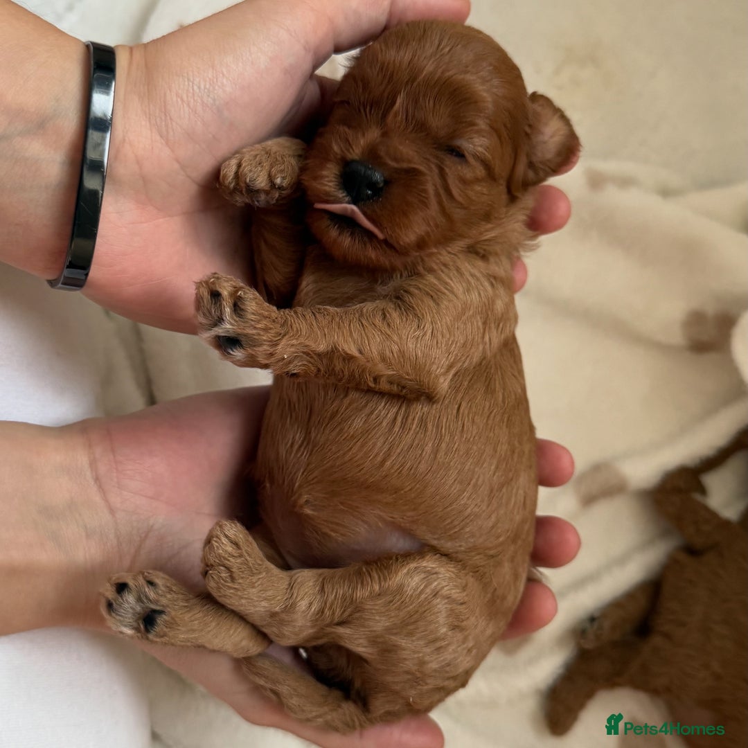 Cavapoo dogs for sale: Premium F1B Toy Red Cavapoo - 2 LEFT - Image 13