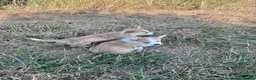 Welsh Corgi Pembroke dogs for sale: KC registered corgi puppy - Advert 6