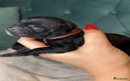 Goldendoodle dogs for sale: F1 Goldendoodle black Puppies - Image 13