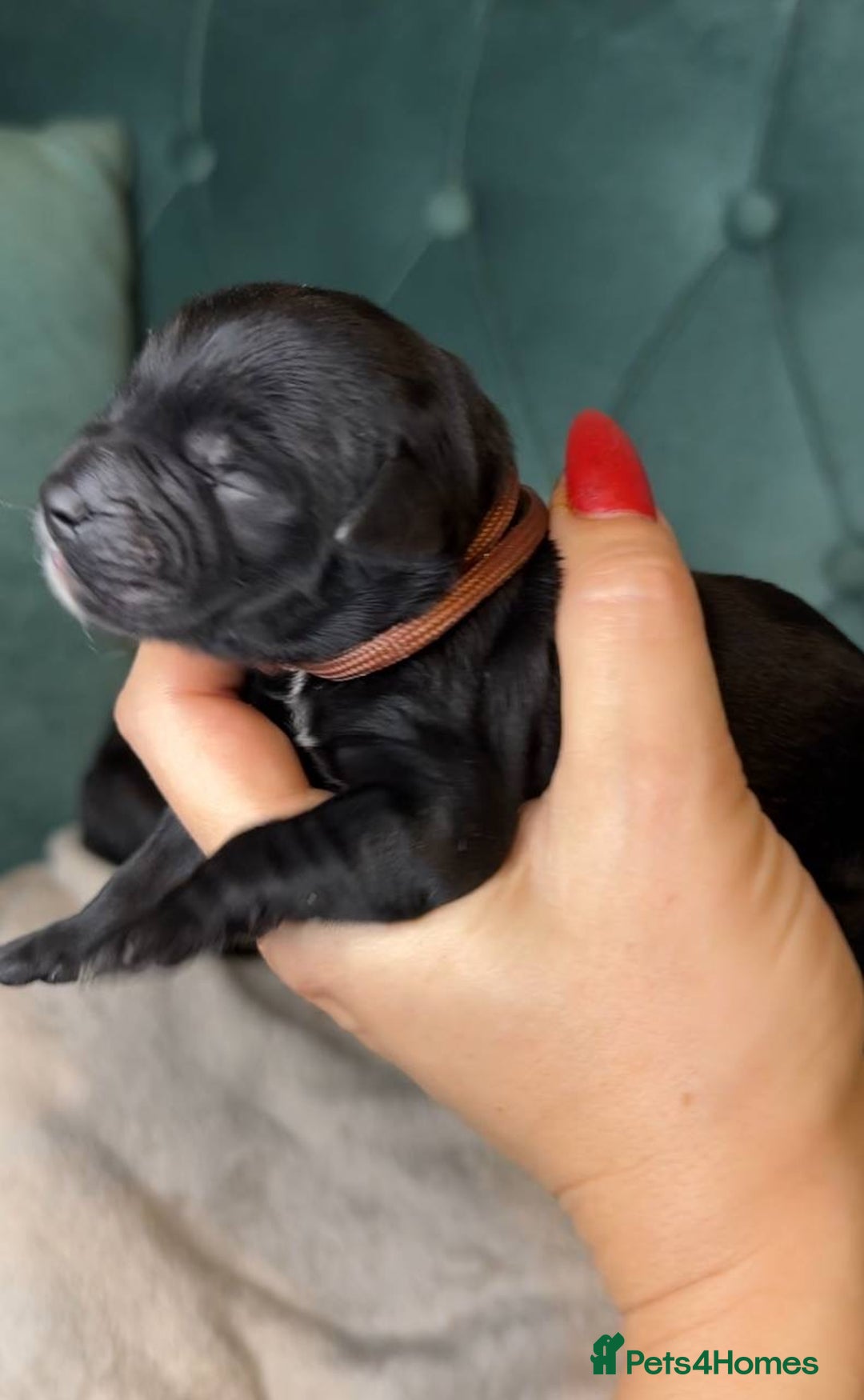 Goldendoodle dogs for sale: F1 Goldendoodle black Puppies - Image 13