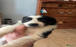 Border Collie dogs for sale: Border collie pups  - Image 1