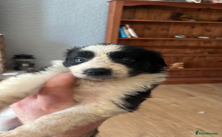 Border Collie dogs - Advert 2
